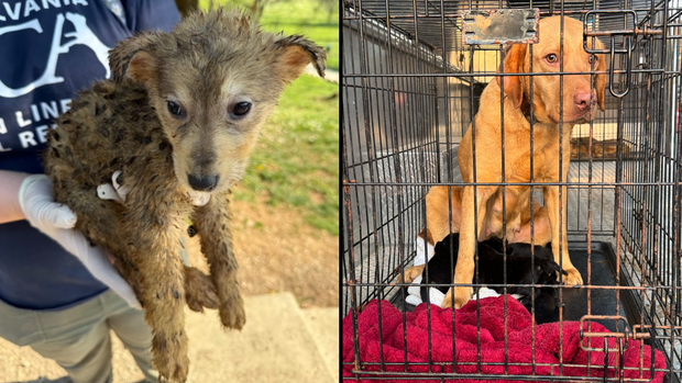 Dogs rescued from a home in Lancaster County, Pennsylvania 