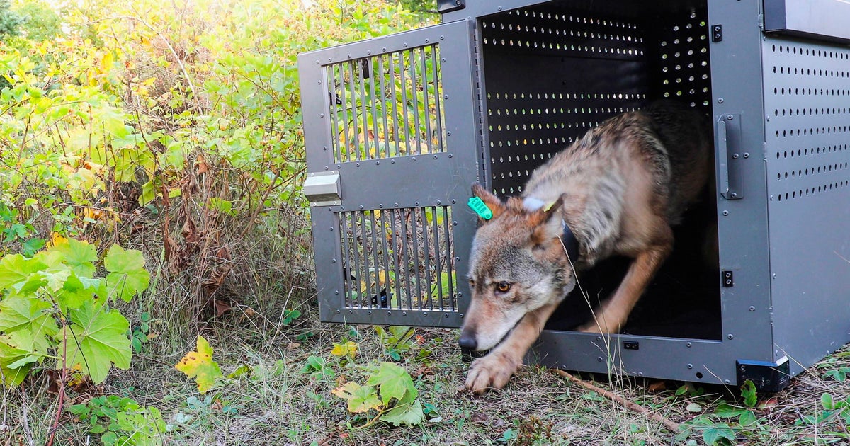 Isle Royale's wolves are thriving as packs prey on moose, researchers say