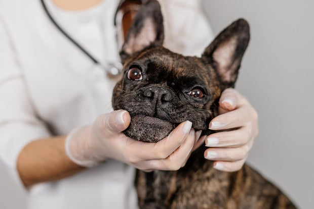 Cute female veterinarian examining a French bulldog dog on a light background. Professional medical care for pets.