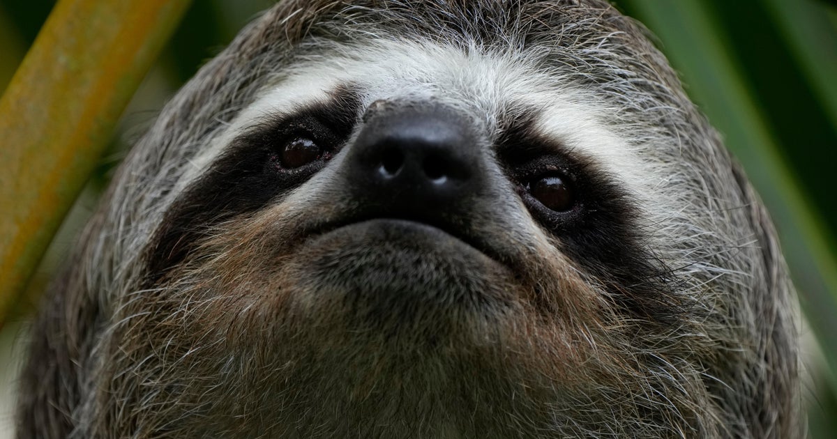 Sickness, cold killed nearly 30 sloths at a Florida import warehouse in ...