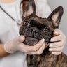 Cute female veterinarian examining a French bulldog dog on a light background. Professional medical care for pets. 