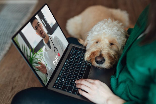 Young Asian pistillate   having online aesculapian  consultation with veterinary via laptop with her canine  sitting connected  her thigh  