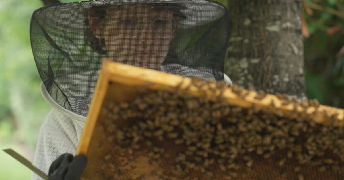 Why backyard beekeeping in Massachusetts is so important