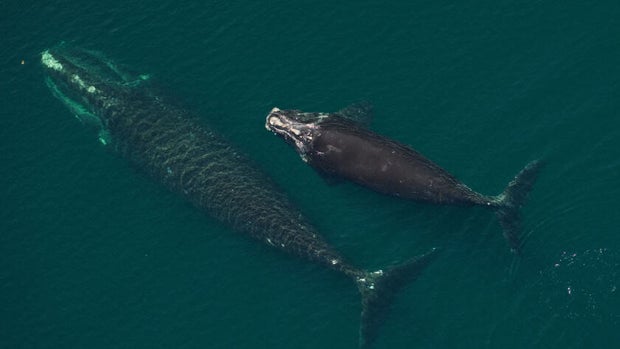 whale-mom-calf.jpg 