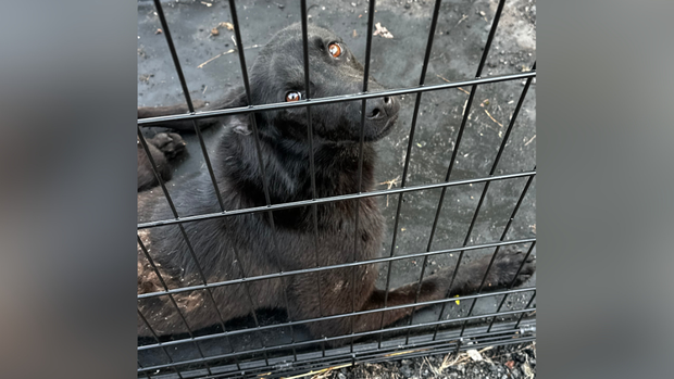 kdka-dog-junkyard-rescue-2.png