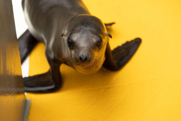 Bordeaux the sea lion pup 