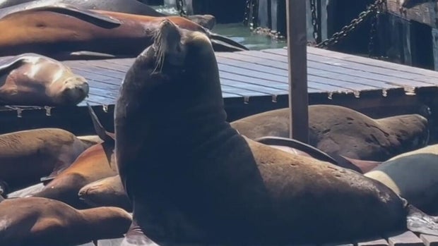 Chonkers the sea lion, Pier 39 San Francisco 