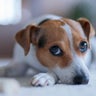 Danish&ndash;Swedish farmdog lying on the floor 