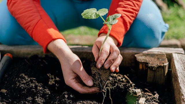 Close up of a person holding a plant in their hands while gardening 