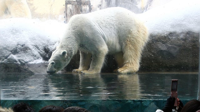 Up Close Animal Encounters Entice Tourists To Asahiyama Zoo 
