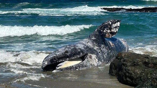 mendocino-county-whale-death-050126.jpg 