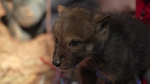 5p-pkg-wolf-research-wccoackn-00-00-4425.jpg 