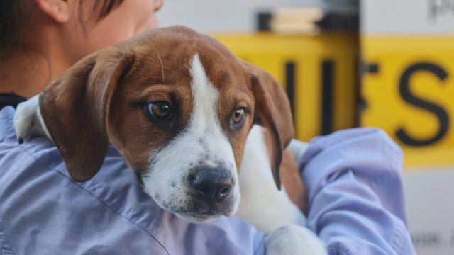 beagles.jpg 