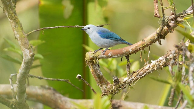 birds-of-war-video-cooper.jpg 