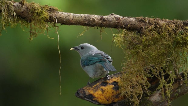 Bird in Colombia