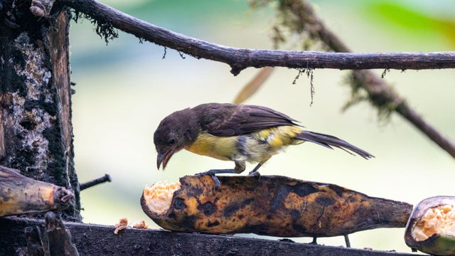 Bird in Colombia 