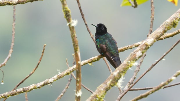 Velvet-purple coronet