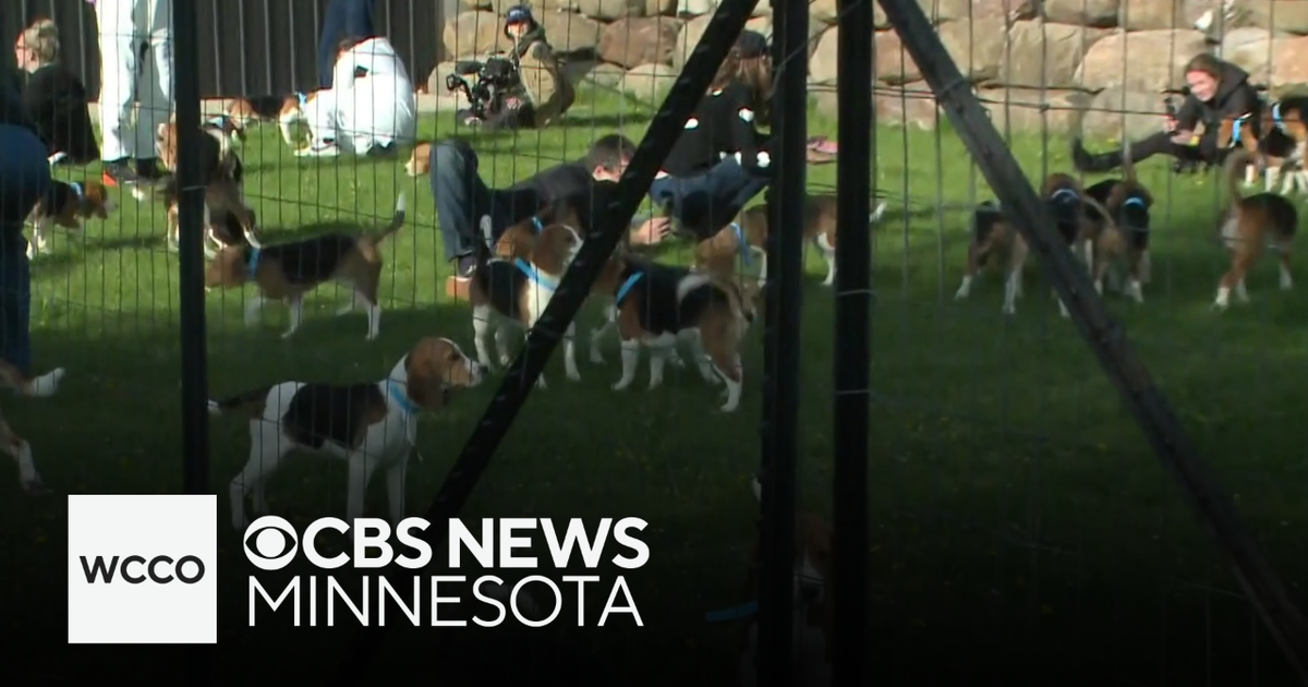 Beagles rescued from Wisconsin breeder to find new home - CBS Minnesota