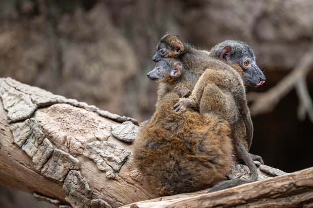 terria-clay-1134-collared-lemur-with-twin-babies-mad-bz-20260428.jpg 