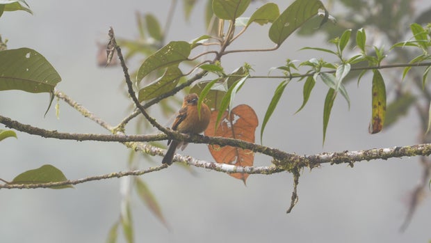 Cinnamon flycatcher