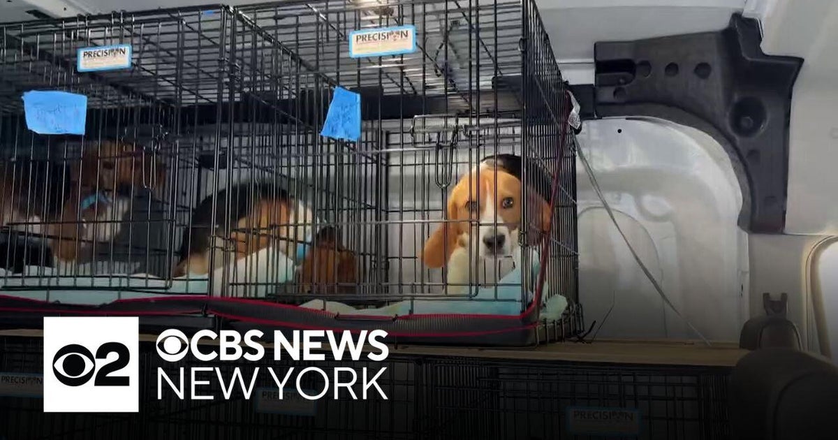 Glimmer of hope for trove of beagles removed from research facility in Wisconsin