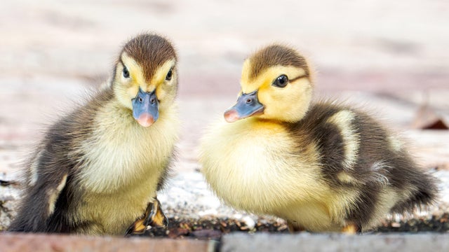 Animals Mother Duck And Her Ducklings 