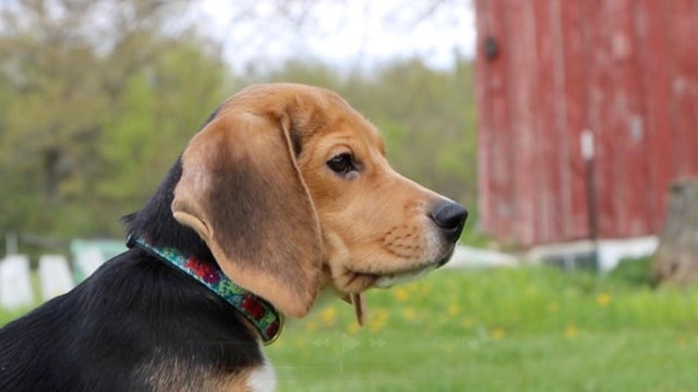Animal Welfare Protest Wisconsin 