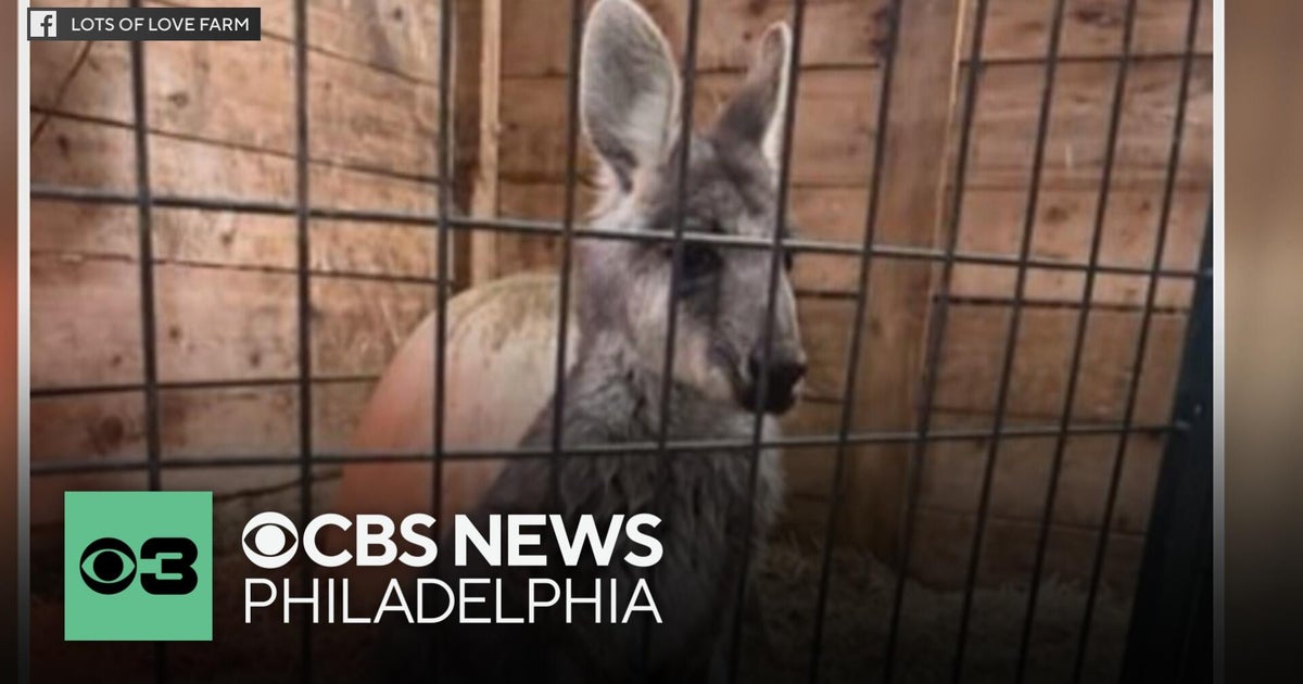 Escaped wallaby from Cape May County zoo recovered - CBS Philadelphia