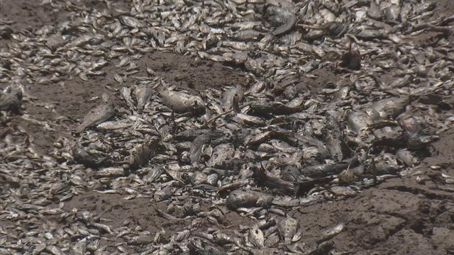 dead-fish.jpg 