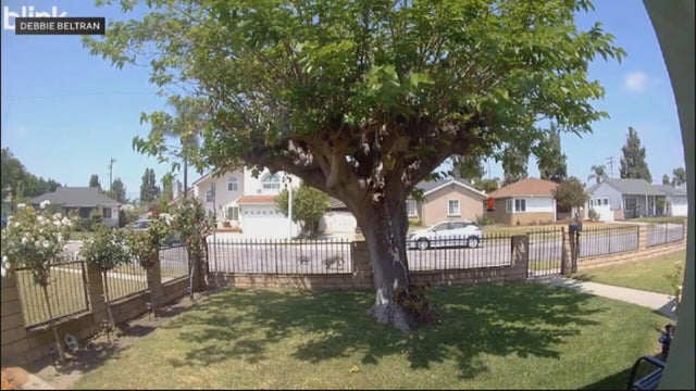 pico-rivera-cat-vs-coyote.jpg 