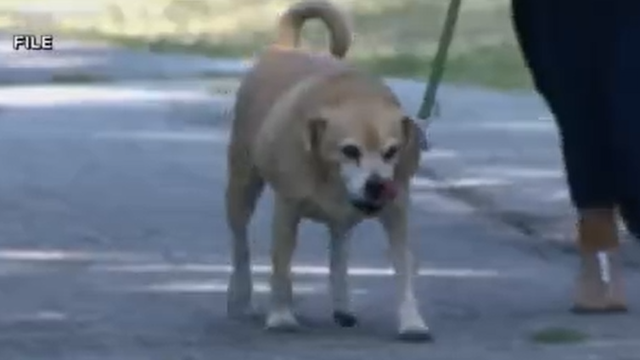 dogs.png 