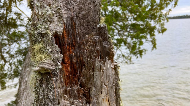 Signs of a Forest Fire on a Tree Branch 