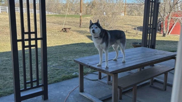 stolen-dog-owner-intv-10pkg-transfer-frame-1735.jpg 