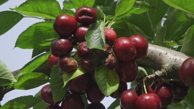 4p-pkg-p-sjc-cherry-sea-kmaxfh3b.jpg 
