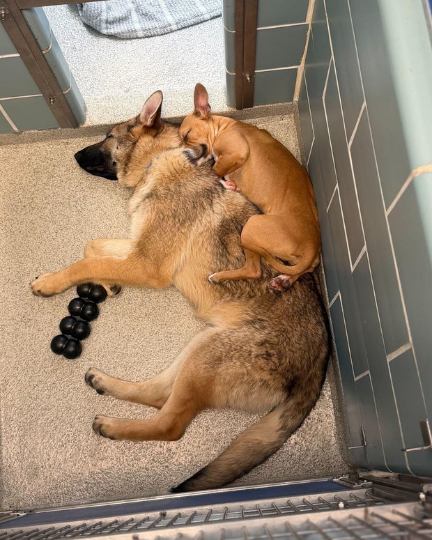bonded-stray-dogs-1.jpg 