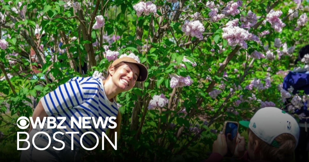 Weekend To Do List: Celebrate Mother's Day with shopping spree, lilac stroll at Arnold Arboretum