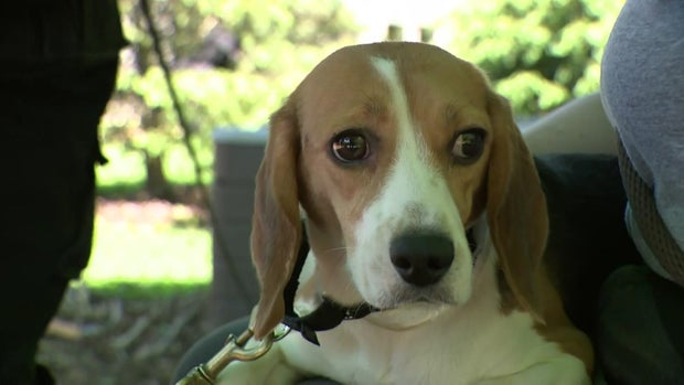 wc-beagles-rescued-ta-hi-res-still.jpg 