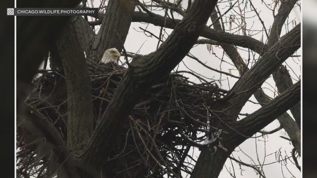 eagles.jpg 