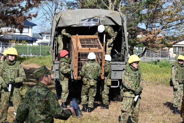 Japan Bear Attack 