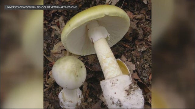 death-cap.jpg 