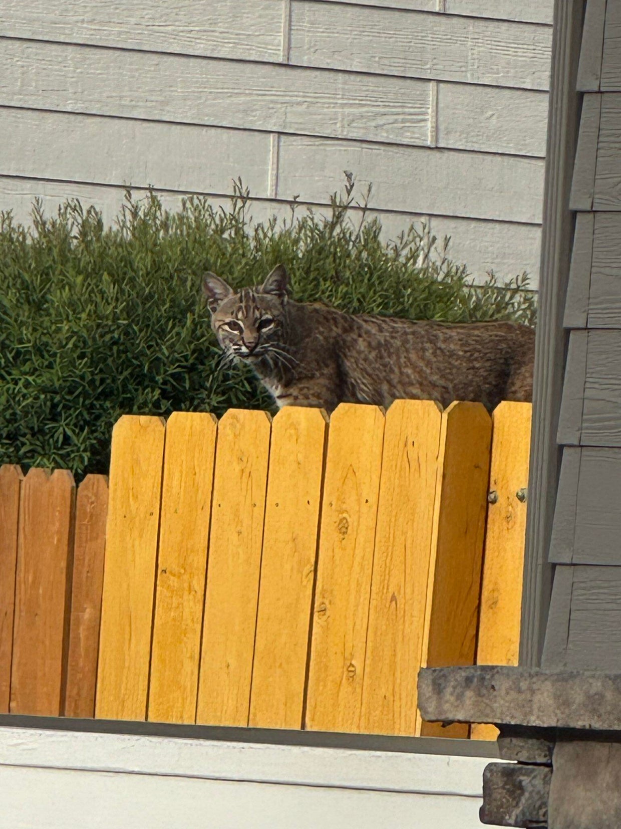 Arapahoe Sheriff warns of bobcat roaming in south Denver metro area ...