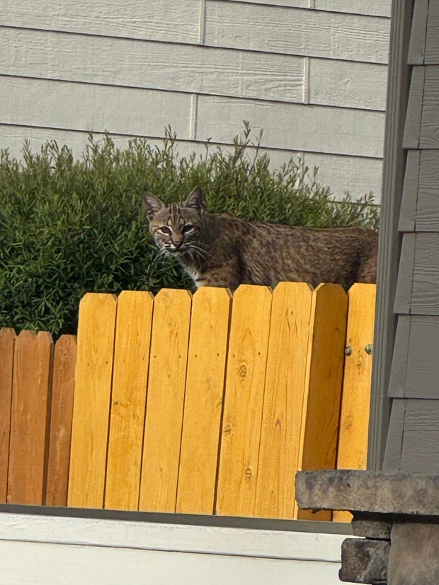 arapco-bobcat-2-arapco-sheriff.jpg