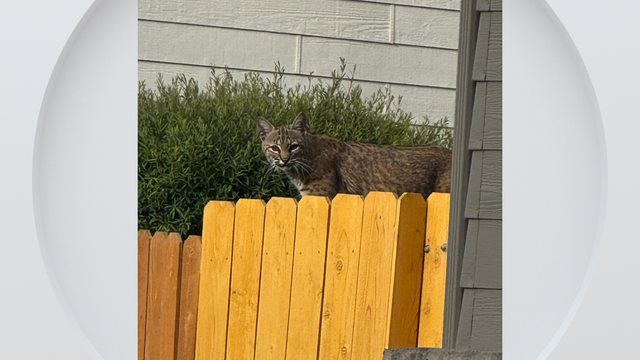 arapco-bobcat.png 