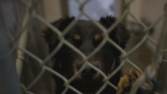 dog-in-shelter.jpg 