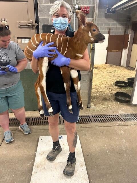 baby-bongo-denver-zoo3.jpg