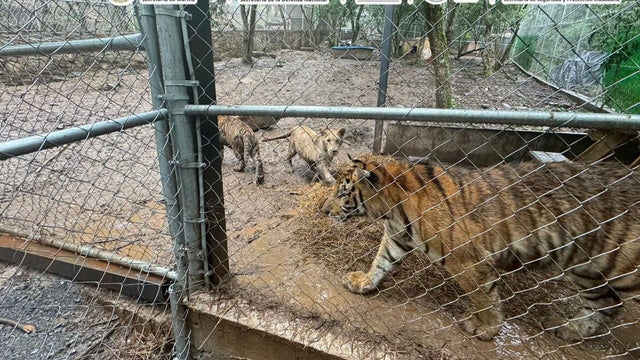 tigers-9c603b23-616f-44ed-ac42-00cc4b1d0f92.jpg 