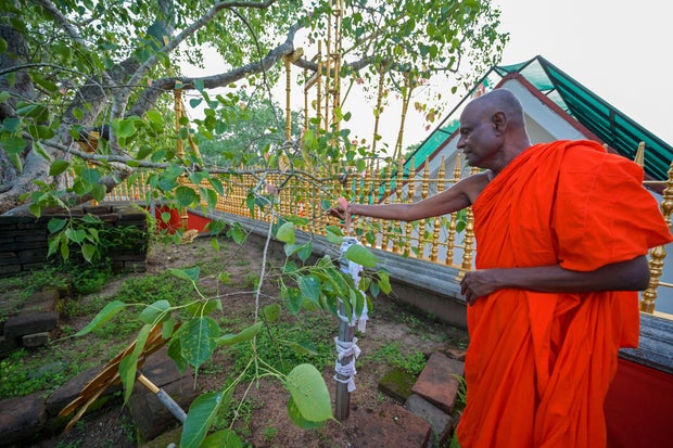 SRI LANKA-DISINFORMATION-RELIGION-BUDDHISM-TREE 