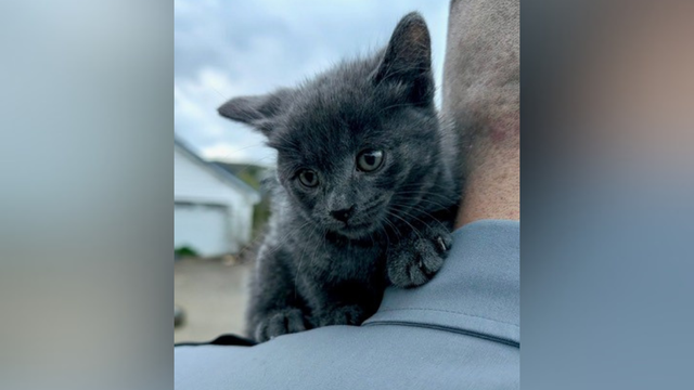 kdka-kitten-thrown-from-pickup.png 