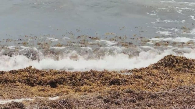 sargassum.jpg 
