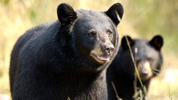 black-bear-dnr-slider.jpg 